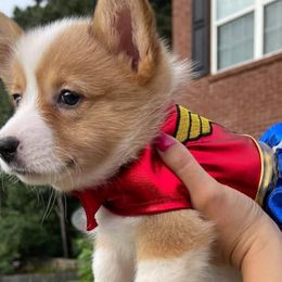 Pembroke Welsh Corgis from Caldwell’s Corgis of Southern California