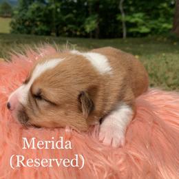 Pembroke Welsh Corgi Puppies from Cahas Corgis