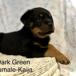 Rottweiler Puppies from Vom Arnold-Hause Rottweilers