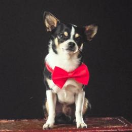 Baxter - Chihuahua