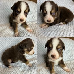 Red tri male - Red tri male Toy Australian Shepherd puppy in Brooker, Florida from Honey, I Shrunk the Aussies