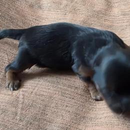 Ranger - Parti male Yorkshire Terrier puppy in Jamesville, New York from Mark Carfagno's Pups