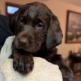 Labrador Retriever Puppies from Knotty Creek Labradors