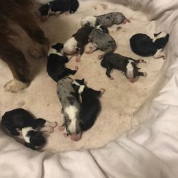 Australian Shepherd Puppies from Azzo Aussies