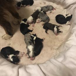Australian Shepherd Puppies from Azzo Aussies