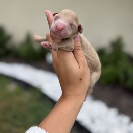 Girl 4 - Red  female Goldendoodle puppy in Spring Hill, Florida from Ohana Doodles x Frenchies