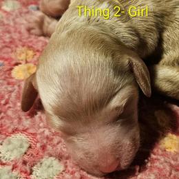 Thing 2- Dr Suess litter - Caramel cream female Labradoodle puppy in Phelan, California from Family Doodles