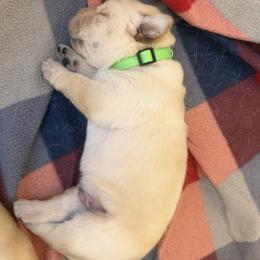Milky Way - Yellow male Labrador Retriever puppy in Eugene, Oregon from LakeHouse Labrador Retriever LLC