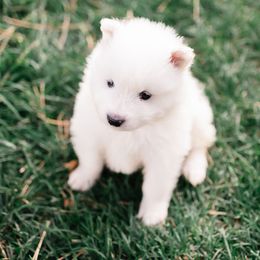 Stud - White male Samoyed puppy in Morgan, Utah from Mountain Legacy Samoyeds