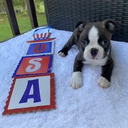 Boston Terrier Puppies from Boston Kup Breeders