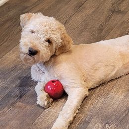Hudson - Goldendoodle