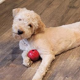 Hudson - Goldendoodle