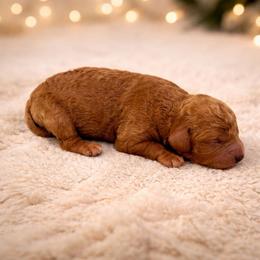 Uno - Red male Cavapoo puppy in Cedar City, Utah from Cedar Sprout Puppies