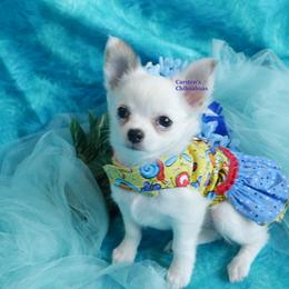 Poppy - Black and tan female Chihuahua puppy in Bois D Arc, Missouri from Carsten's Chihuahuas