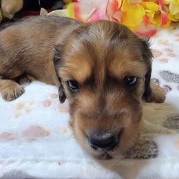 Sophie - Red female Dachshund puppy in Terlton, Oklahoma from CLARK'S BREEDING PROGRAM