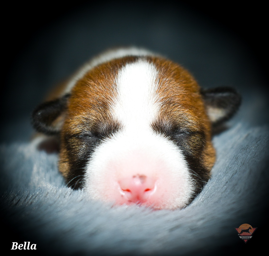 Bella - Red and white female Basenji puppy in San Diego, California from Triforce Basenjis