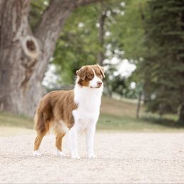 Fallon - Australian Shepherd