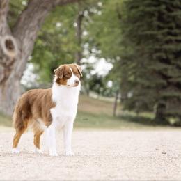 Fallon - Australian Shepherd