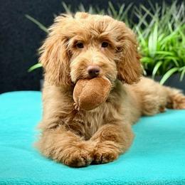 Boo - Apricot male Goldendoodle puppy in Norton, Ohio from Keepsake Doodles