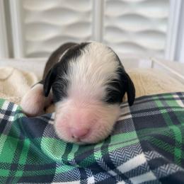 Clover - Brown and white female Sheepadoodle puppy in Rocky Point, North Carolina from CelticDoods