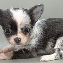 Bonnie - Blue merle female Chihuahua puppy in Westport, New York from Chantilly chihuahuas
