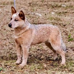 Australian Cattle Dog Puppies from Hollow Log ACDs