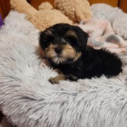 Miniature Schnauzer Puppies from A.R Miniature Schnauzers