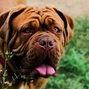 Dogues de Bordeaux from Boondocks Bordeaux