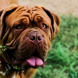 Dogues de Bordeaux from Boondocks Bordeaux