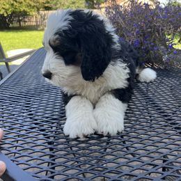 Bernedoodle Puppies from Busacker Babies