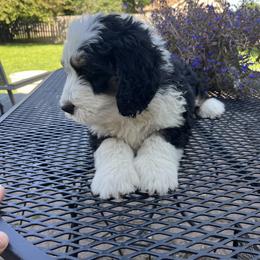 Bernedoodle Puppies from Busacker Babies