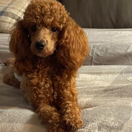 Aussiedoodles from Aussome Valley Doodles