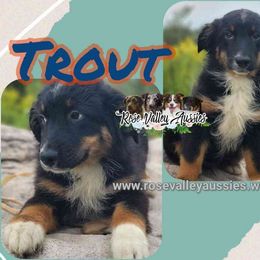 Trout - Black tri-color male Australian Shepherd puppy in Trout Run, Pennsylvania from Rose Valley Aussies