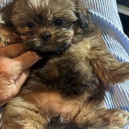 Shih Tzu Puppies from Staci Fidler