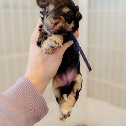 Poppy - Brown female Schnoodle puppy in Caldwell, Idaho from Boise Doodle Co.