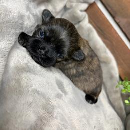 Mosaic - Brindle female Shih Tzu puppy in Lake City, Florida from Tiger Valley Shih Tzus