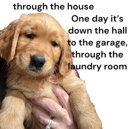 Golden Retriever Puppies from Family Loved Golden Retrievers