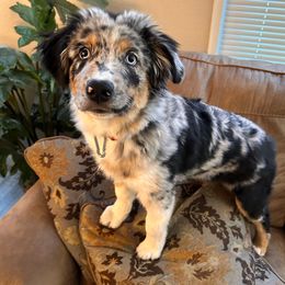 Zeeli - Blue merle female Miniature Australian Shepherd puppy in Oroville, California from Puppy Love Ranch Mini Aussies