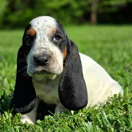 Rhett - White black and red male Basset Hound puppy in Lebanon, Ohio from Lady Mae Bassets