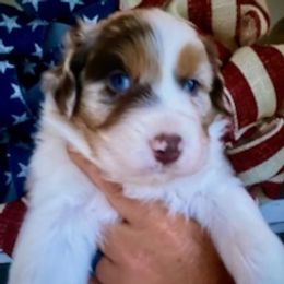 Australian Shepherds, Dachshunds, and Poodles from Jillian's Pups