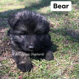 German Shepherd Puppies from Alte Schule Shepherds