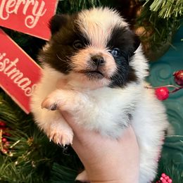Snoopy - Black parti male Pomeranian puppy in Springfield, Missouri from Hope Mountain Pomeranians