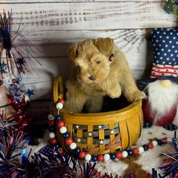 Miniature Schnauzer Puppies from Forever Schnauzers