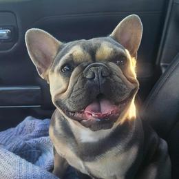Dutchess - French Bulldog