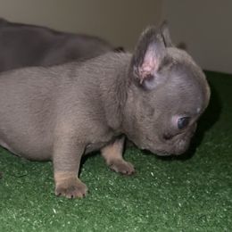 Boy 1 - Tricolors French Bulldog puppy in Pennsylvania from R & C French Bulldogs