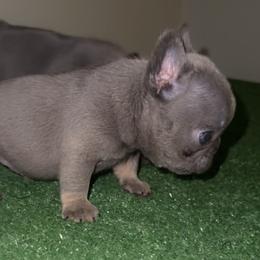 Boy 1 - Tricolors French Bulldog puppy in Pennsylvania from R & C French Bulldogs