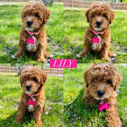 Aussiedoodle and Goldendoodle Puppies from Hot Springs Kennels