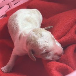 Marie - Piebald female Dachshund puppy in Lake City, Florida from My Ditzy Doxies of Florida