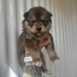 Red - Red and white male Siberian Husky puppy in Jonesborough, Tennessee from Dry Creek Siberians