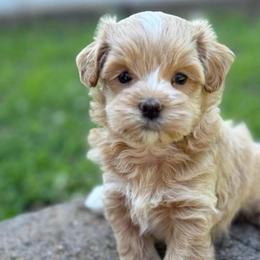 Winnie - Champagne male Maltipoo puppy in Lancaster, South Carolina from 3 Bs Havanese-PUPPIES with  PURPOSE